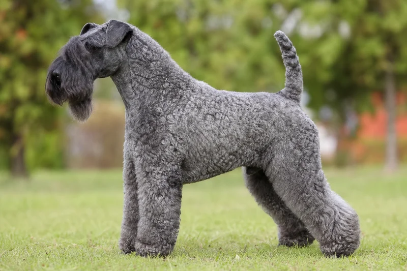 Kerry Blue Terrier — side