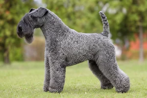 Kerry Blue Terrier dog