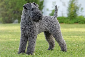 Kerry Blue Terrier — puppy (~4 mo)