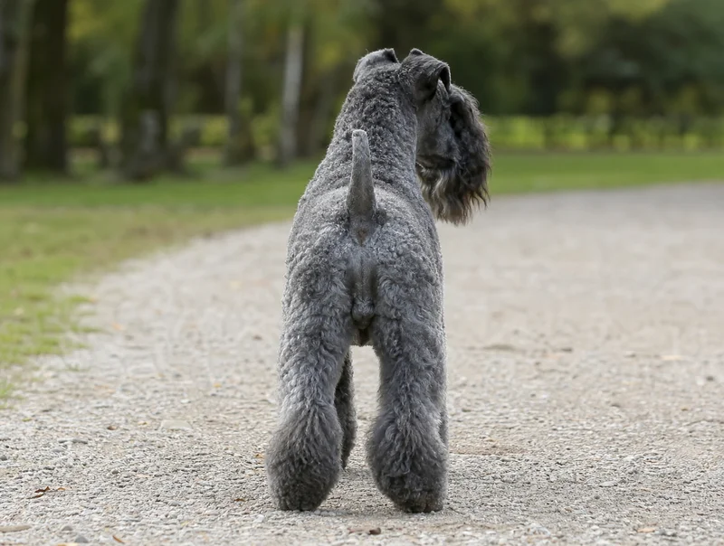 Kerry Blue Terrier — rear