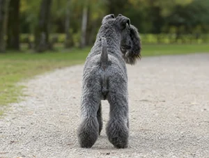 Kerry Blue Terrier — rear
