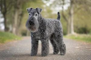 Kerry Blue Terrier — senior