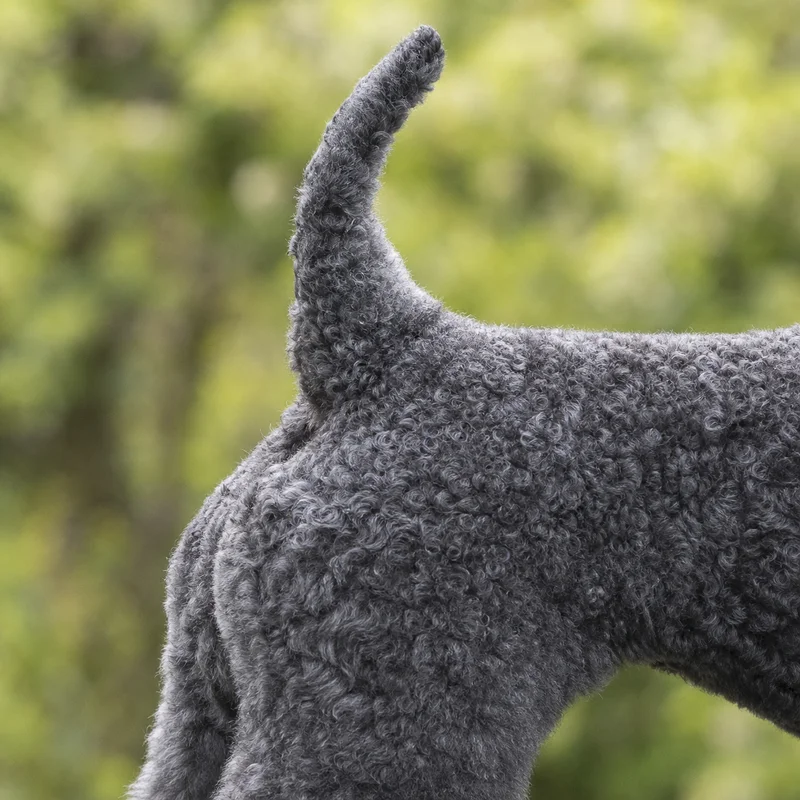 Kerry Blue Terrier — tail