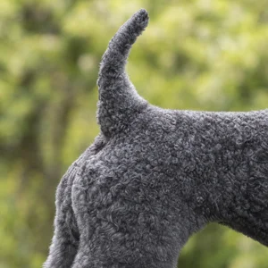 Kerry Blue Terrier — tail