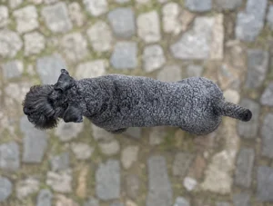 Kerry Blue Terrier — top