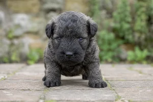 Kerry Blue Terrier — young puppy (~1 mo)
