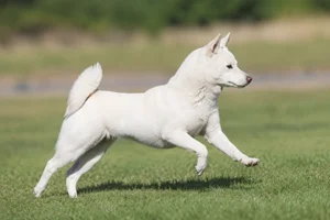 Kishu — running