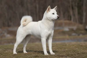 Kishu — adult