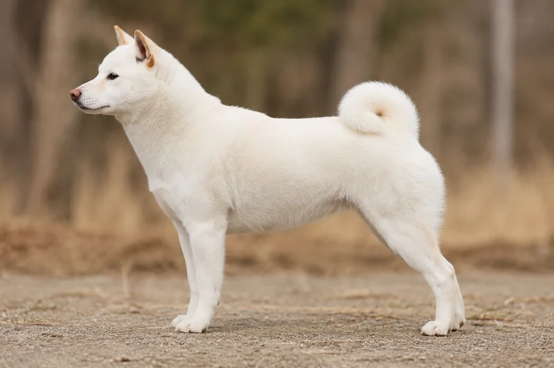 Kishu — white coat