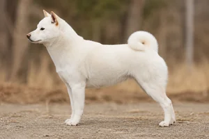 Kishu — white coat