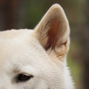 Kishu — ears