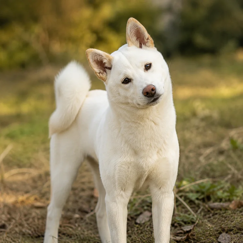 Kishu — alert