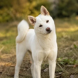 Kishu — alert