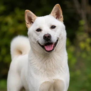 Kishu — happy