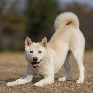 Kishu — playful