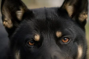 Kishu — eyes