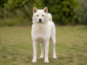Kishu — front