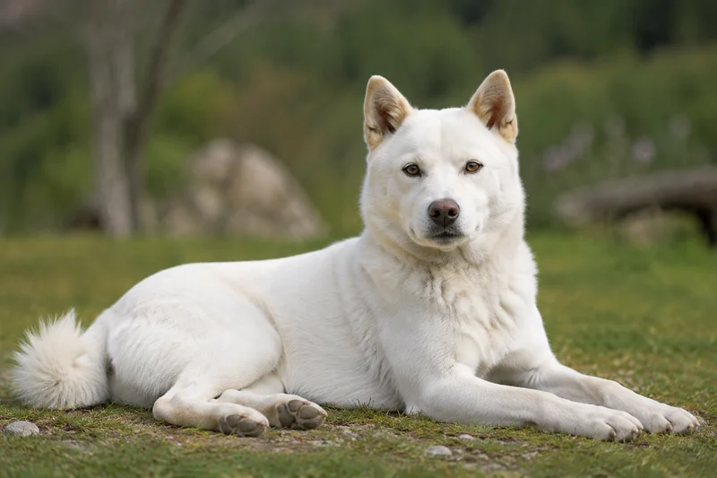 Kishu — lying down