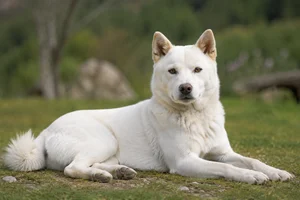 Kishu — lying down
