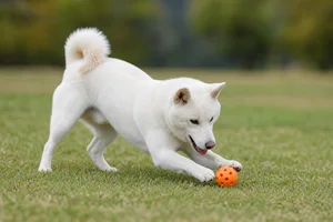 Kishu — playing