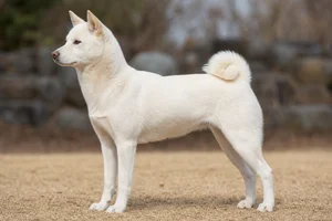Kishu dog