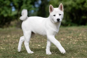 Kishu — puppy (~4 mo)