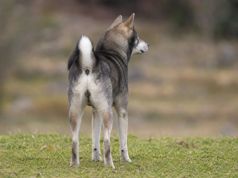 Kishu — rear