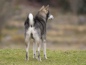 Kishu — rear