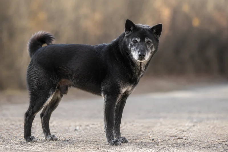 Kishu — senior
