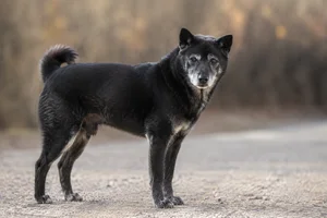 Kishu — senior