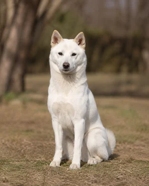 Kishu — sitting