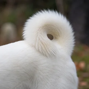 Kishu — tail