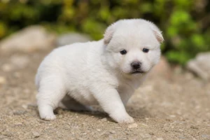 Kishu — young puppy (~1 mo)