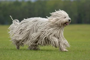 Komondor — running