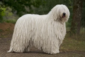 Komondor — adult