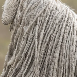 Komondor — coat texture