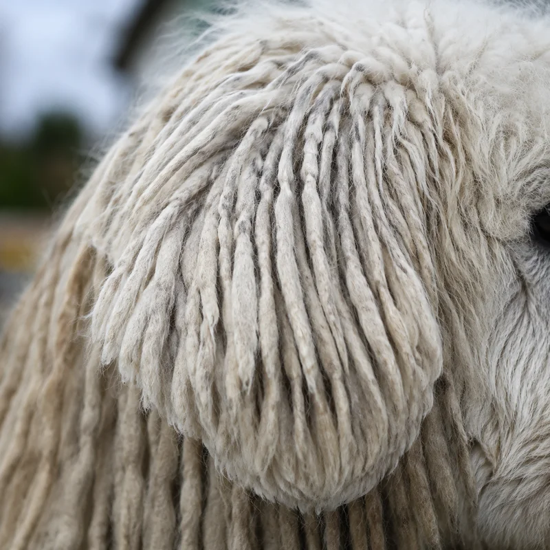 Komondor — ears