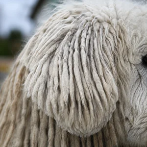 Komondor — ears