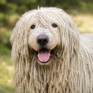 Komondor — happy
