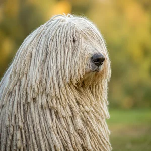 Komondor — relaxed