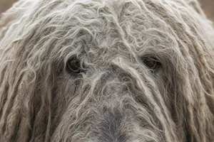 Komondor — eyes