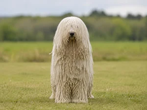 Komondor — front