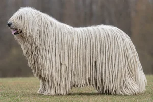 Komondor dog