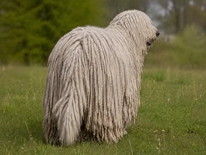 Komondor — rear