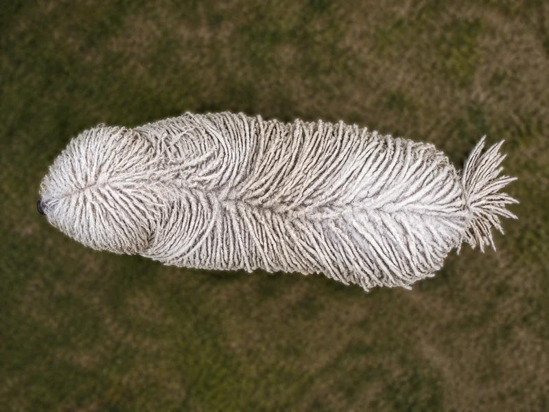 Komondor — top