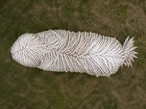 Komondor — top