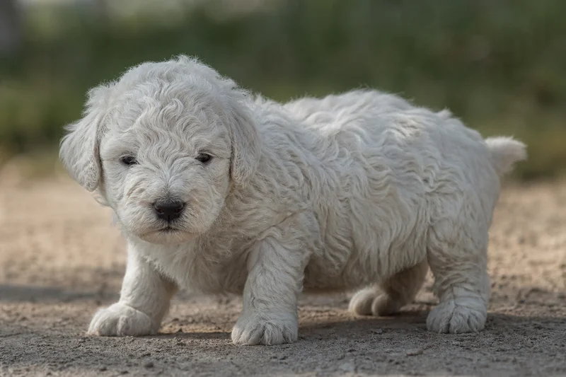 Komondor — young puppy (~1 mo)