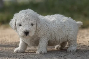 Komondor — young puppy (~1 mo)