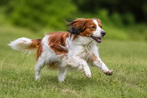 Kooikerhondje — running