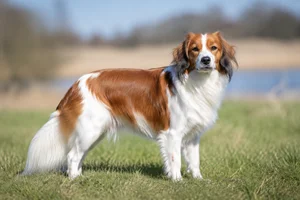 Kooikerhondje — adult